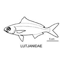 Line drawing of lutjanidae 